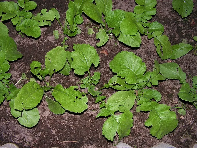 Daikon