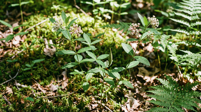 Whorled Milkweed