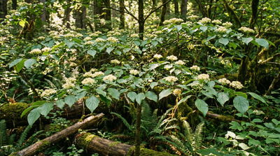 Pagoda Dogwood