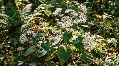 White wood aster