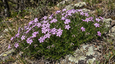 Moss Pink