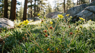 Sticky cinquefoil