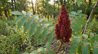 Flameleaf Sumac (Prairie Flameleaf Sumac)