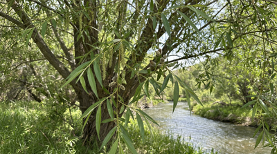 Goodding's Willow