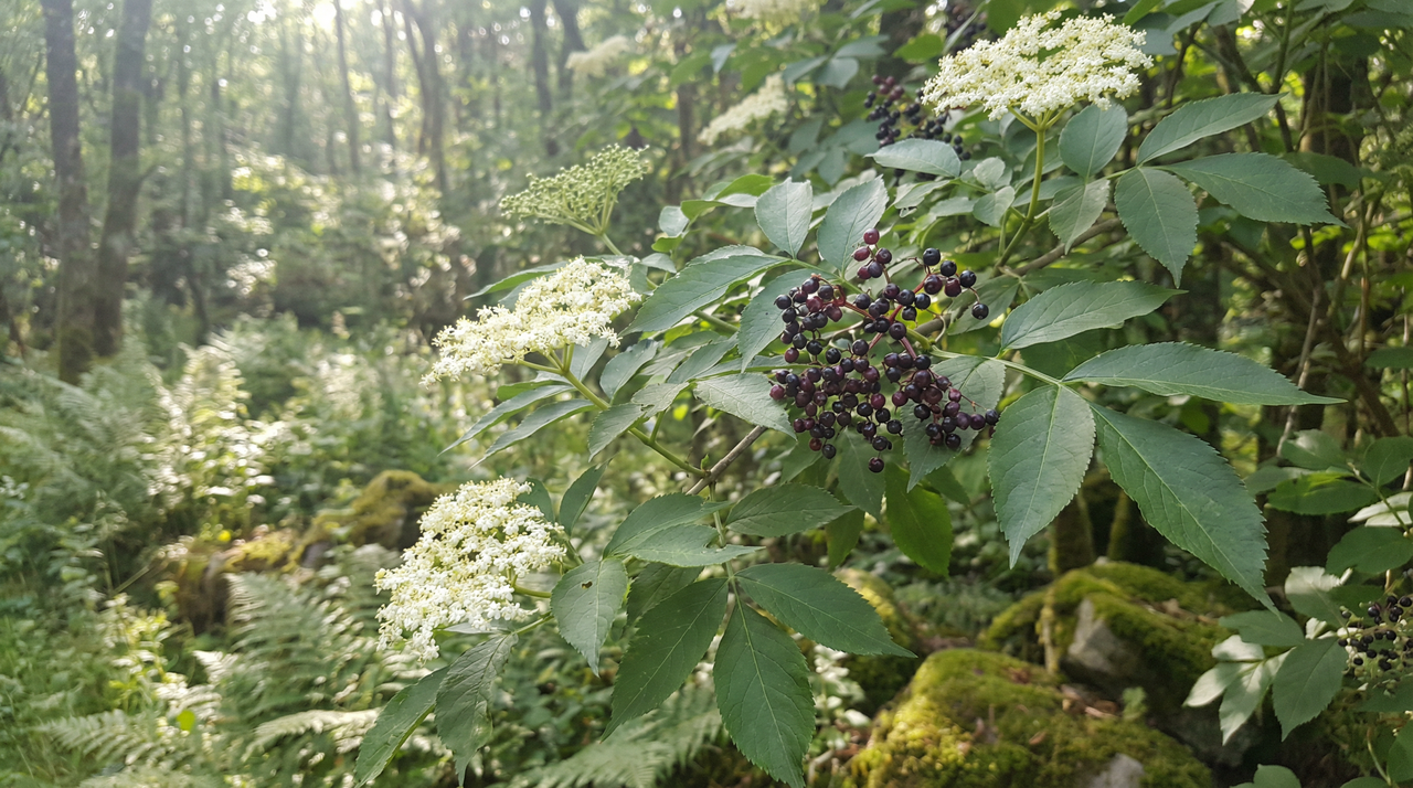 Elderberry