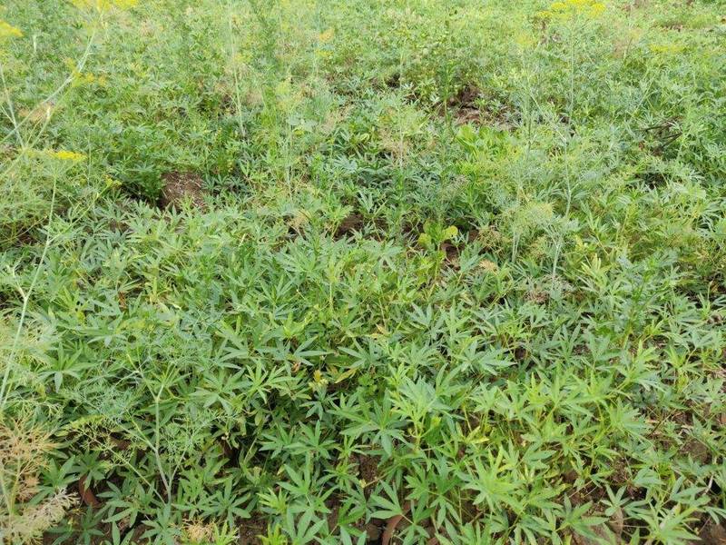 moth bean plant