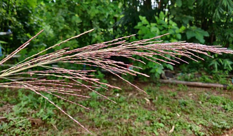 vetiver flower