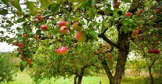 apple