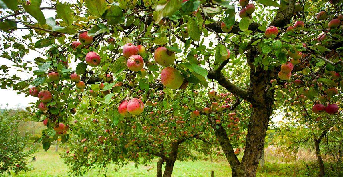 apple