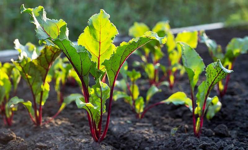 growing beetroot on the vegetable bed.