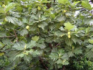 Breadfruit