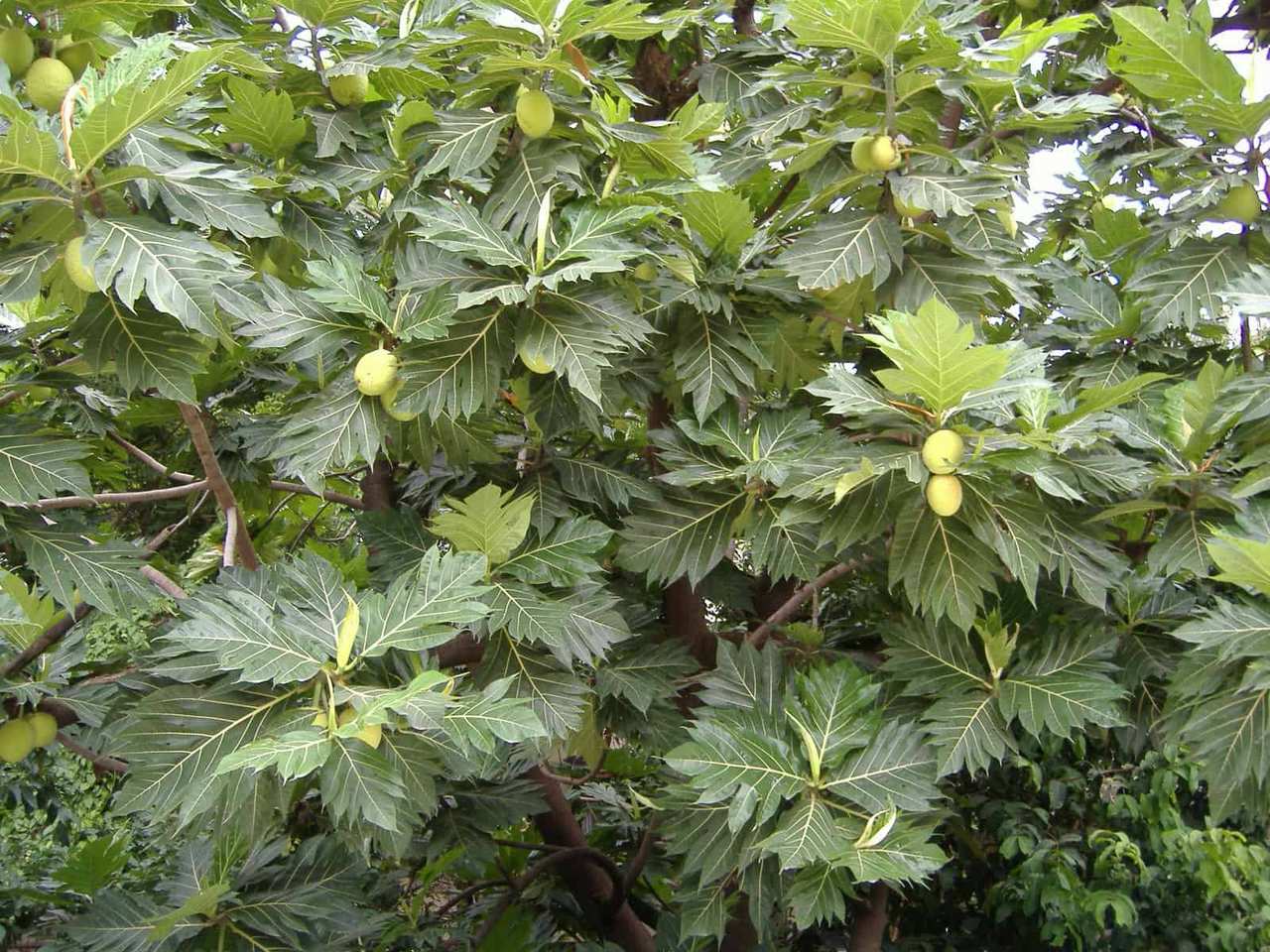 Breadfruit