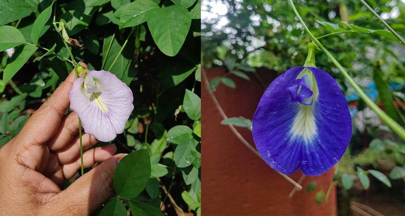 butterfly pea flowers