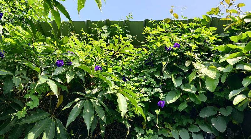 butterfly pea shade