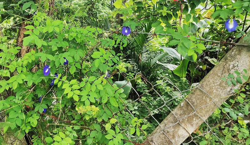 butterfly pea trellis fence