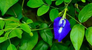 Butterfly pea