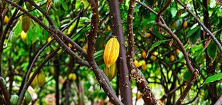 Cacao