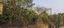 Living Fence Plants From India