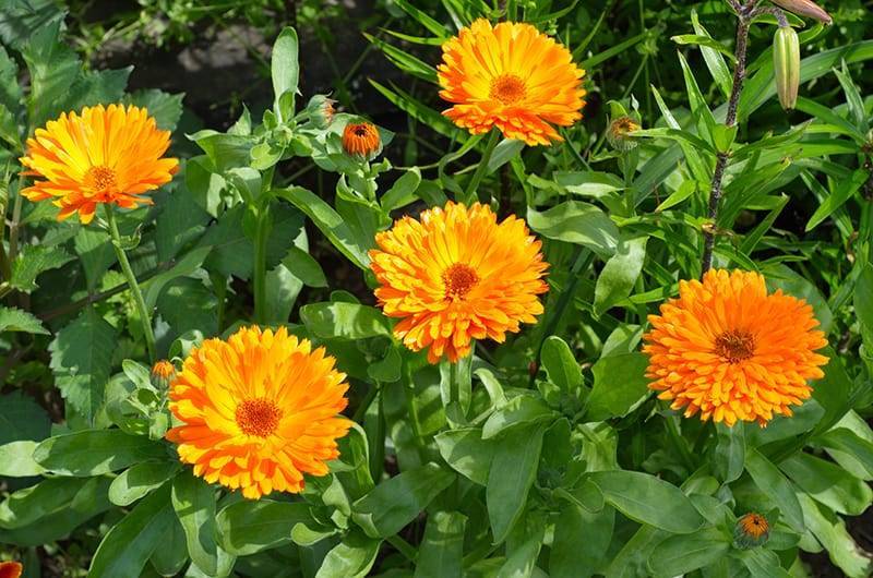 blooming calendula (lat. calendula officinalis) in the garden