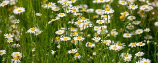Chamomile