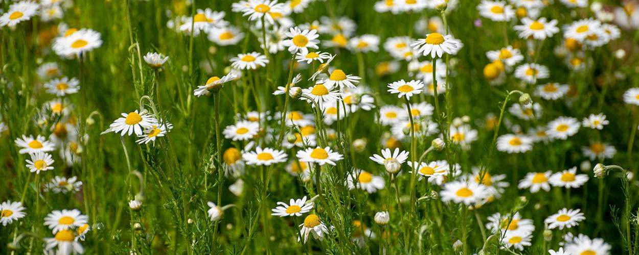 Chamomile