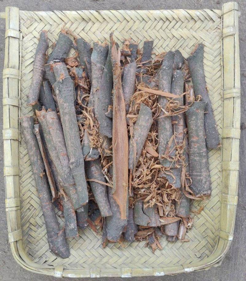 cinnamomum verum