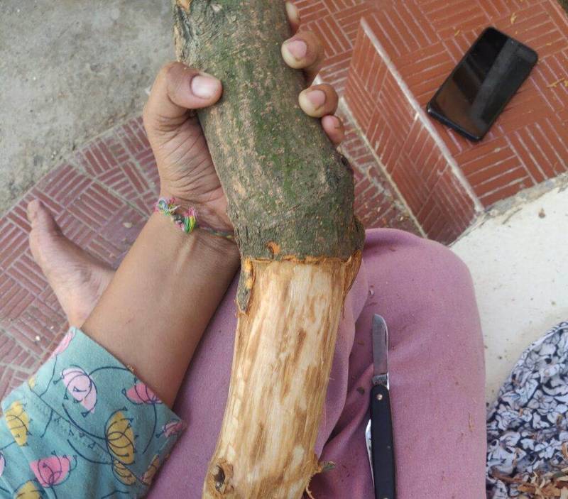 cinnamon bark harvest
