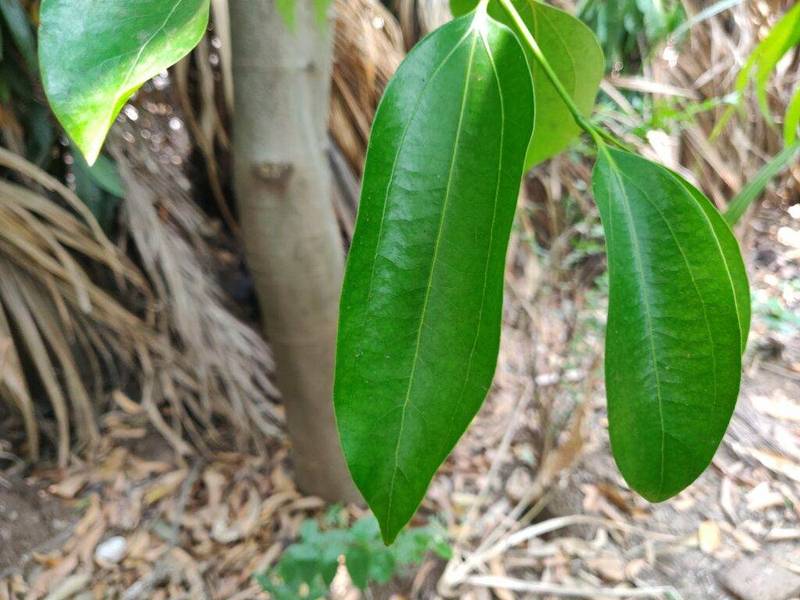 cinnamon leaves