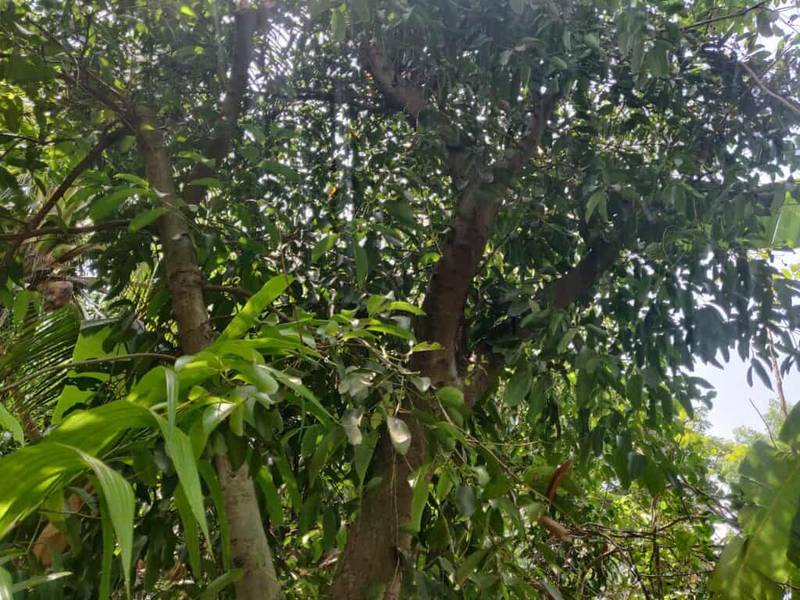cinnamon tree