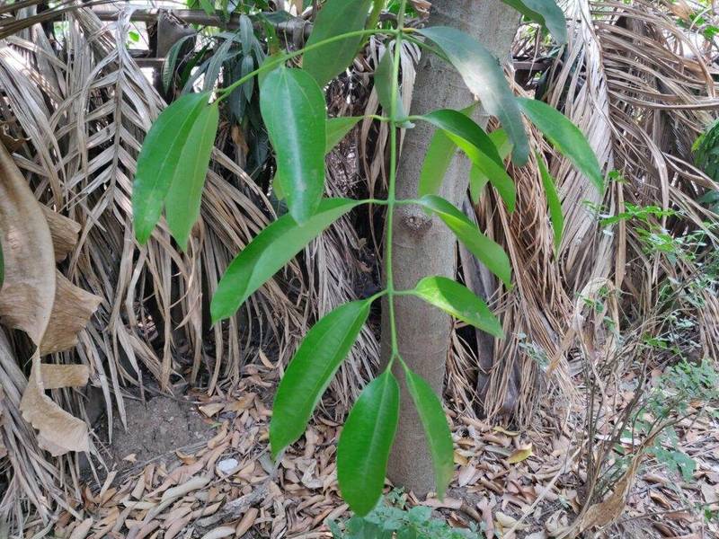 cinnamon tree branchlets
