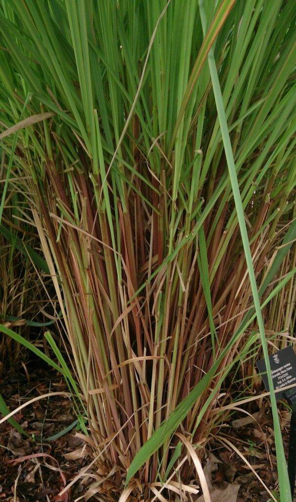 citronella