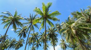 Coconut