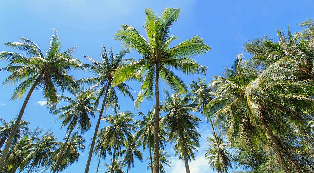 Coconut