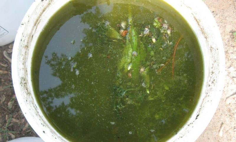 comfrey tea