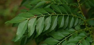 Curry tree