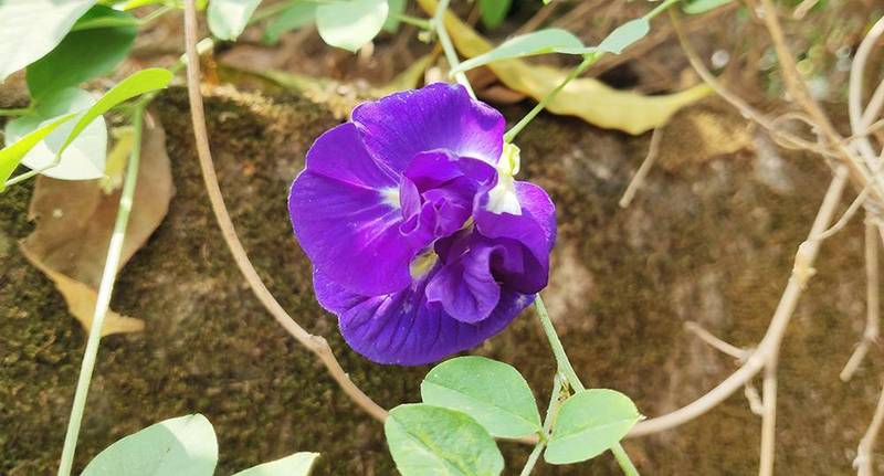 double flower butterfly pea