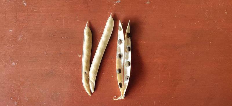dried butterfly pea seed pods