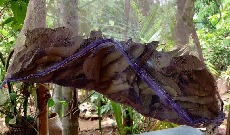 drying cinnamon leaves