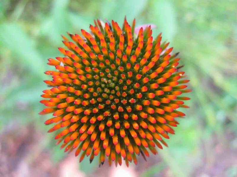 echinacea (1)