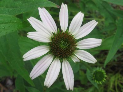 Purple Coneflower