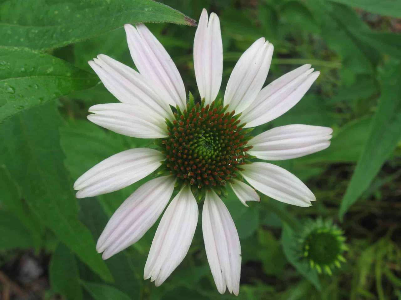 Purple Coneflower