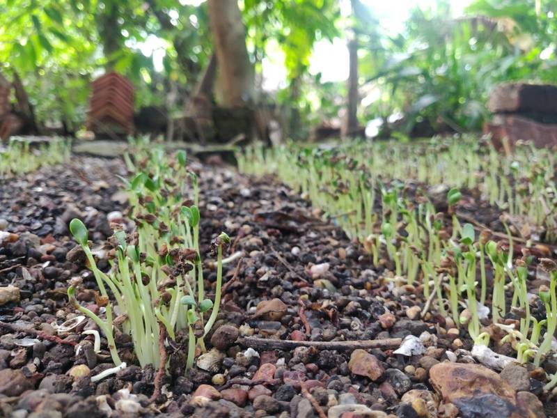 fenugreek in soil
