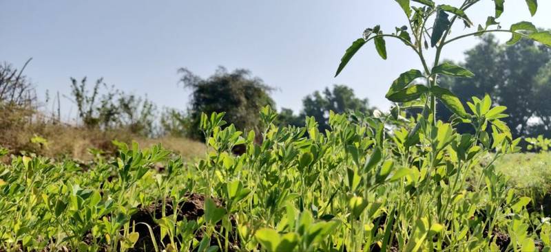 fenugreek plant
