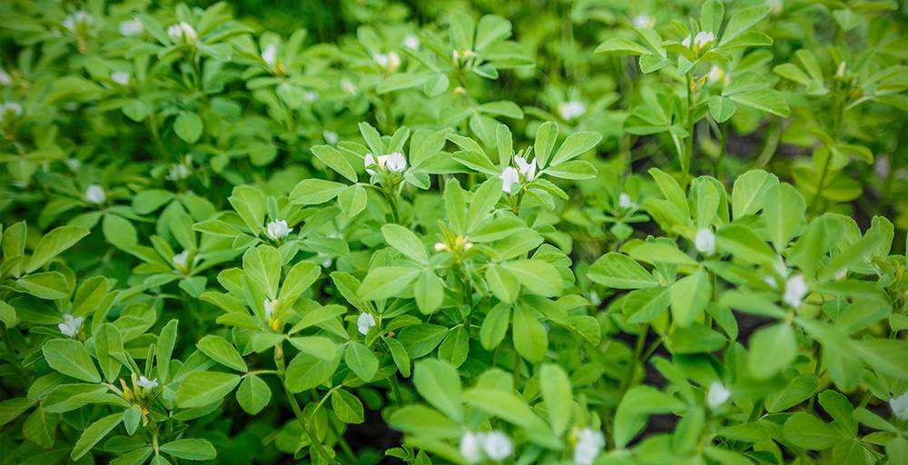 Fenugreek