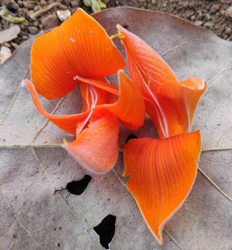 palash flowers closeup
