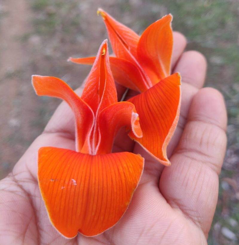 flowers4