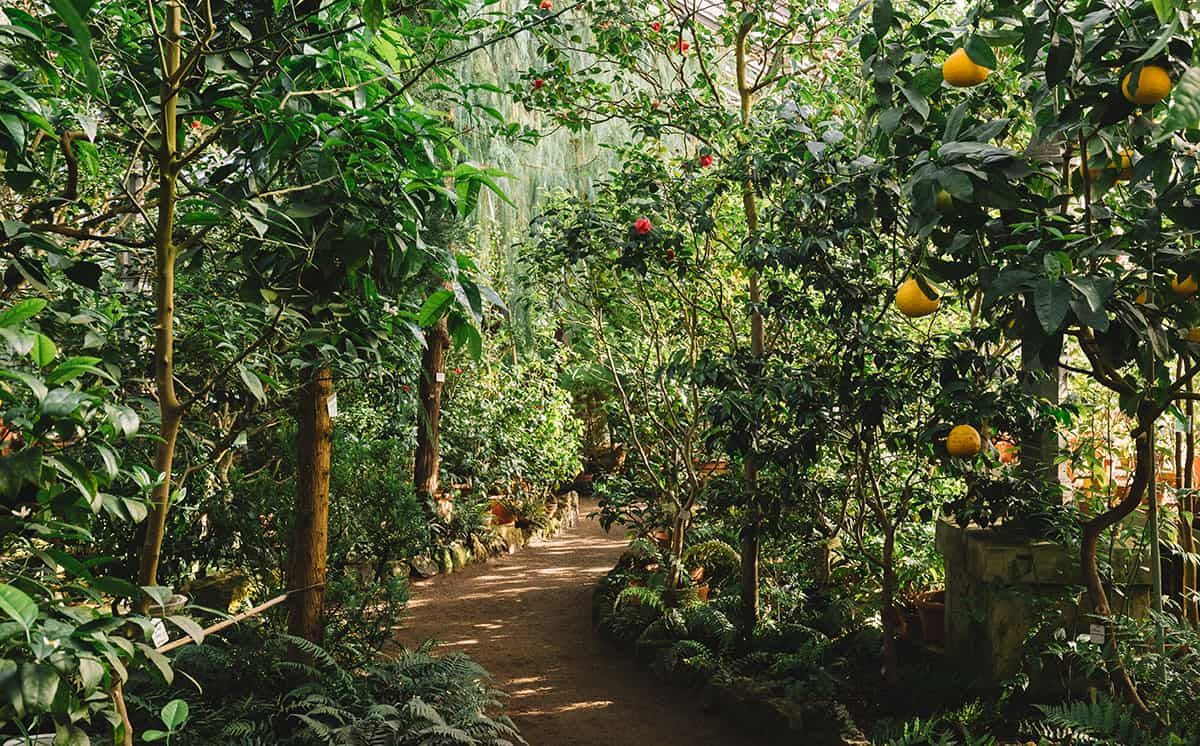Food Forests - a Beginner’s Guide