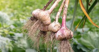 Garlic