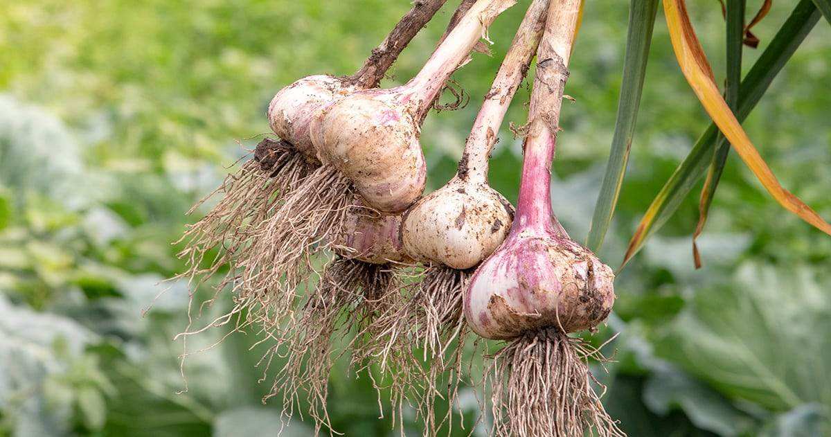 Garlic