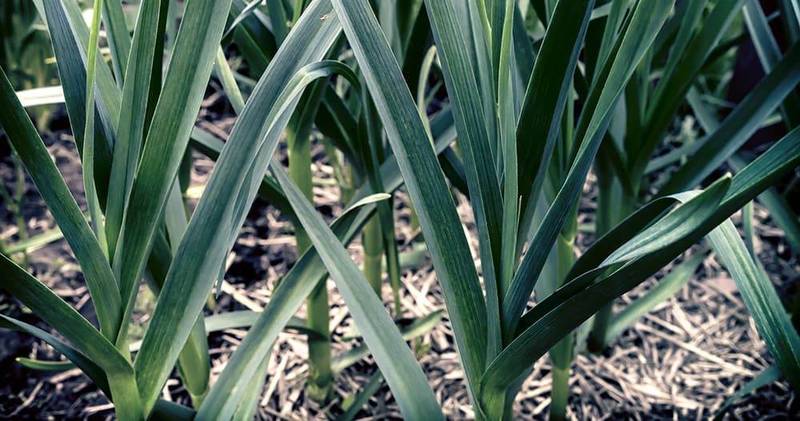 on a bed in the garden growing garlic.